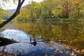 Colorful water reflection on the Pigeon River in fall. Royalty Free Stock Photo
