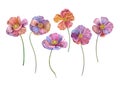 Colorful watercolor Buttercup flowers set isolated on white Summer floral botanical illustration Stylized rainbow Anemone flowers Royalty Free Stock Photo