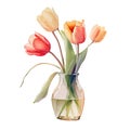 Colorful watercolor Tulips bouquet in a glass vase on a white background. Royalty Free Stock Photo