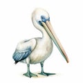 Colorful Watercolor Illustration Of A Happy Pelican On A White Background Royalty Free Stock Photo