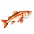 Colorful Watercolor Illustration Of A Redfish On White Background