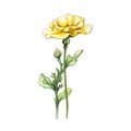 Colorful Watercolor Illustration Of A Yellow Carnation Plant