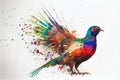 Colorful colourful pheasant bird