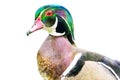 Colorful watercolor painting portrait of a Wood duck