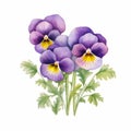 Colorful Watercolor Pansy Floral Design Illustration In Realistic Style Royalty Free Stock Photo