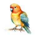 Colorful Watercolor Parrot Illustration With Realistic Brushwork