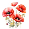 Colorful watercolor poppy flowers illustration on a white background. Generative AI Royalty Free Stock Photo