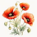 Colorful watercolor poppy flowers illustration on a white background. Generative AI Royalty Free Stock Photo