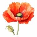 Colorful watercolor poppy flowers illustration on a white background. Generative AI Royalty Free Stock Photo