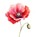 Colorful watercolor poppy flowers illustration on a white background. Generative AI Royalty Free Stock Photo