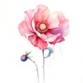 Colorful watercolor poppy flowers illustration on a white background. Generative AI Royalty Free Stock Photo