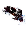 Vector watercolor silhouette of flying eagle Royalty Free Stock Photo