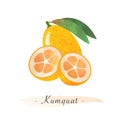 Colorful watercolor texture healthy fruit kumquat