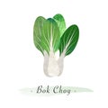 A Colorful watercolor texture vector healthy vegetable bok choy