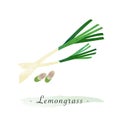 A Colorful watercolor texture vector healthy vegetable lemongrass Royalty Free Stock Photo