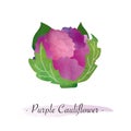 A Colorful watercolor texture vector healthy vegetable purple caul