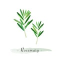 A Colorful watercolor texture vector healthy vegetable rosemary Royalty Free Stock Photo