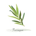 A Colorful watercolor texture vector healthy vegetable tarragon