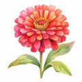 Colorful Watercolor Zinnia Flower Clipart: Realistic Illustrations For Design Royalty Free Stock Photo