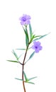 Colorful waterkanon or ruellia tuberosa blooming isolated on white background with clipping path , two purple flowers with green