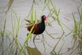 Colorful Wattled Jacana wading in shallow water, Pantanal Wetlands, Mato Grosso, Brazil Royalty Free Stock Photo