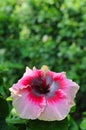 A Colorful Wet Hibiscus Malvaceae