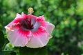 A Colorful Wet Hibiscus Malvaceae