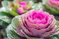 Colorful and wet ornamental cabbages from close Royalty Free Stock Photo