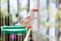 Portrait of a colorful white bird zebra finch, Taeniopygia guttata, sitting in a cage on a balcony, native australian species Royalty Free Stock Photo