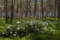 Colorful white Flowering Rhododendron in the wild sunny forest