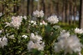 Colorful white Flowering Rhododendron in the wild sunny forest