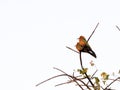 Colorful, White Fronted Bee-eater, Merops bullockoides, Botswana Royalty Free Stock Photo