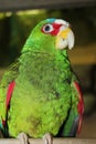 Colorful feather White fronted parrot Royalty Free Stock Photo