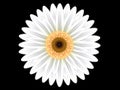 Colorful white gerbera flower