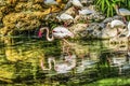 Colorful White Greater Flamingo American Ibis Reflections Florida
