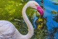 Colorful White Greater Flamingo Reflections Florida