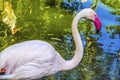 Colorful White Greater Flamingo Reflections Florida