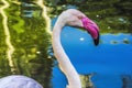 Colorful White Greater Flamingo Reflections Florida