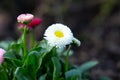 Colorful white, little English daisy flower with yellow pistil Royalty Free Stock Photo