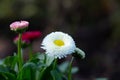 Colorful white, little English daisy flower with yellow pistil Royalty Free Stock Photo