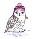 Colorful white owl in purple hat with pompon.