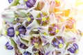 Colorful white and purple flower, Crown Flower, Giant Indian Mil Royalty Free Stock Photo