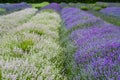 Colorful White and Purple Lavender Flowers