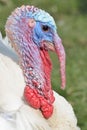 White turkey Head Royalty Free Stock Photo