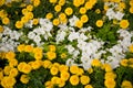 Colorful white and yellow flowers