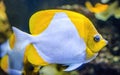 White Yellow Pyramid Butterfly Fish Waikiki Oahu Hawaii