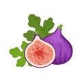Colorful whole and half figs with green leaf. Vector illustratio