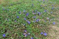 Colorful wild blue flowers and green leaved plants