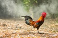 Colorful wild chickens