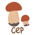 Colorful wild edible cep with cartoon-style names. Isolated vector flat illustration. White mushroom. Edible mushrooms in forests